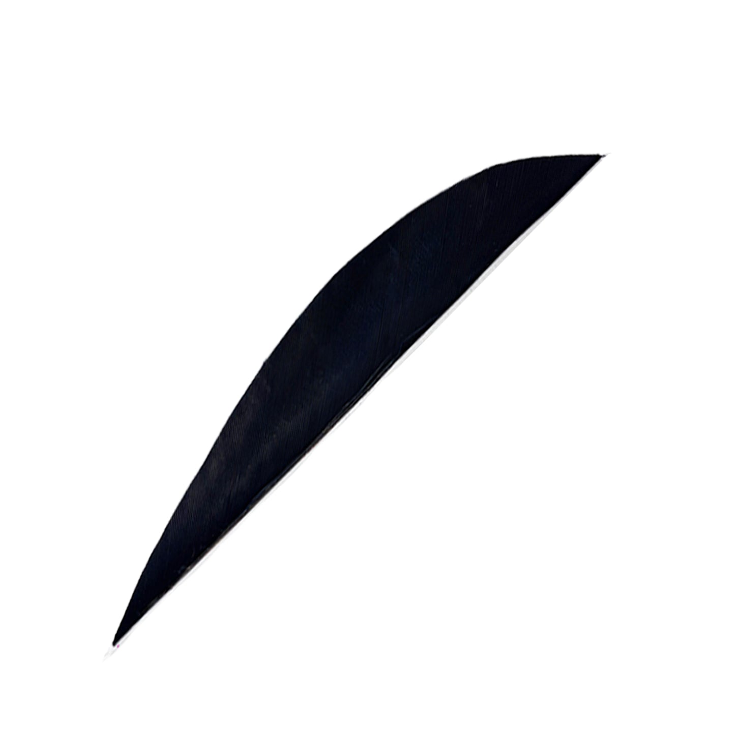 Feder RW Saubuckel Solid