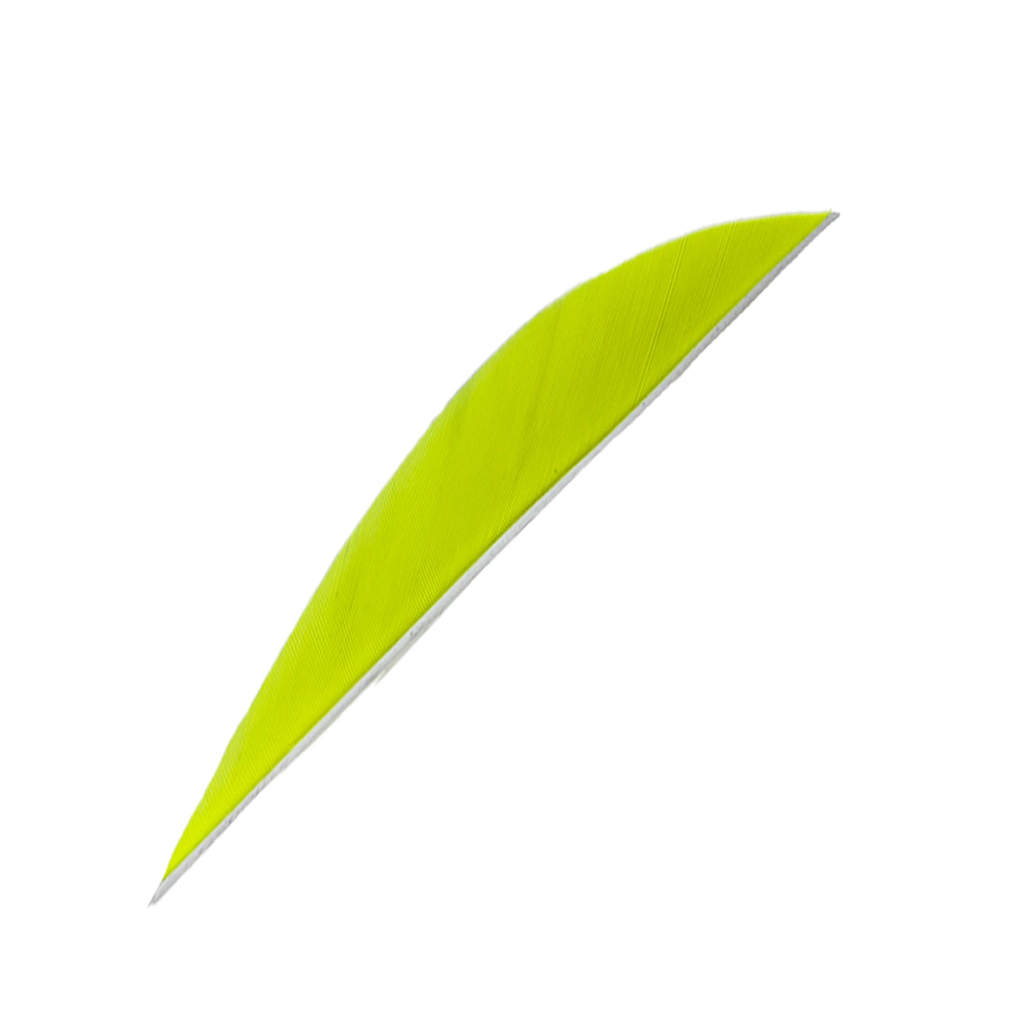 Feder RW Saubuckel Solid