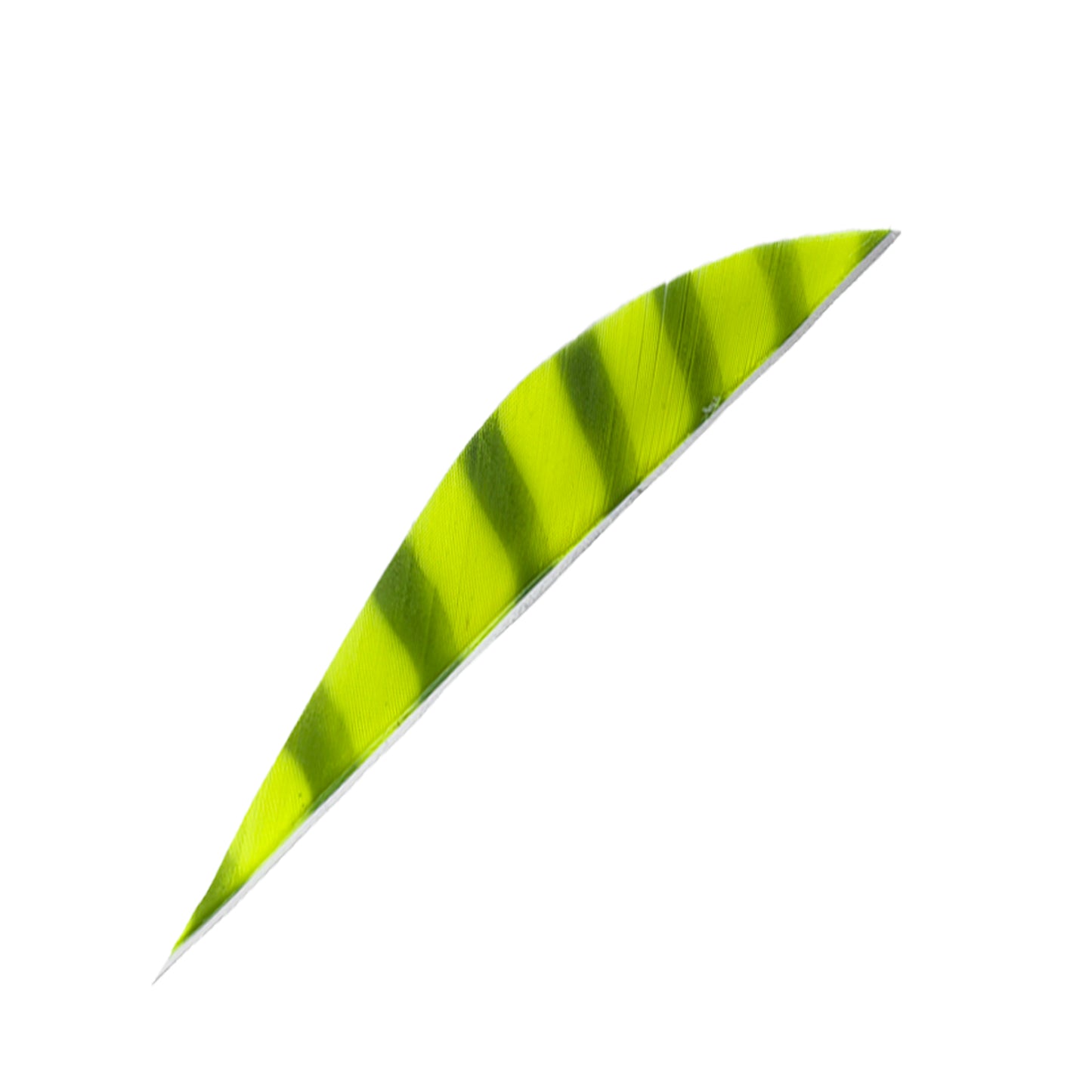 Feder RW Saubuckel Barred