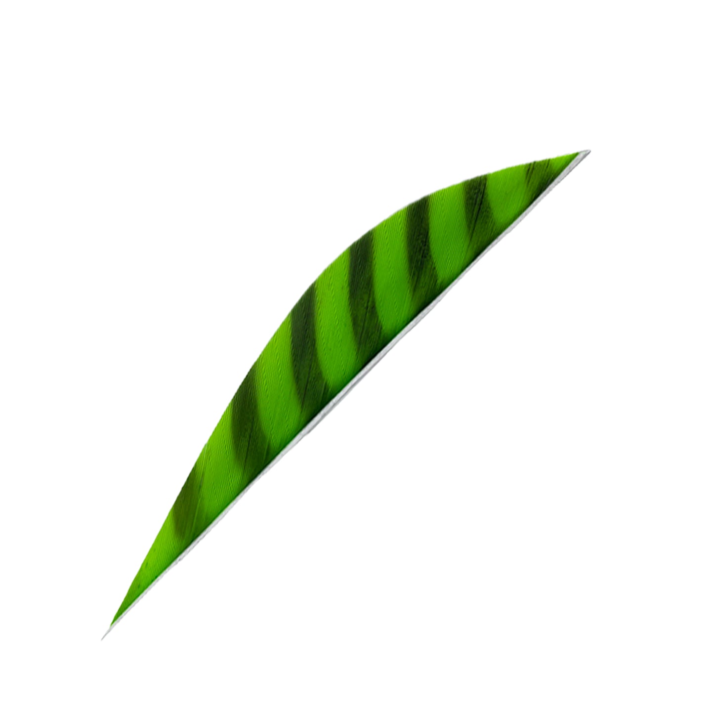 Feder RW Saubuckel Barred