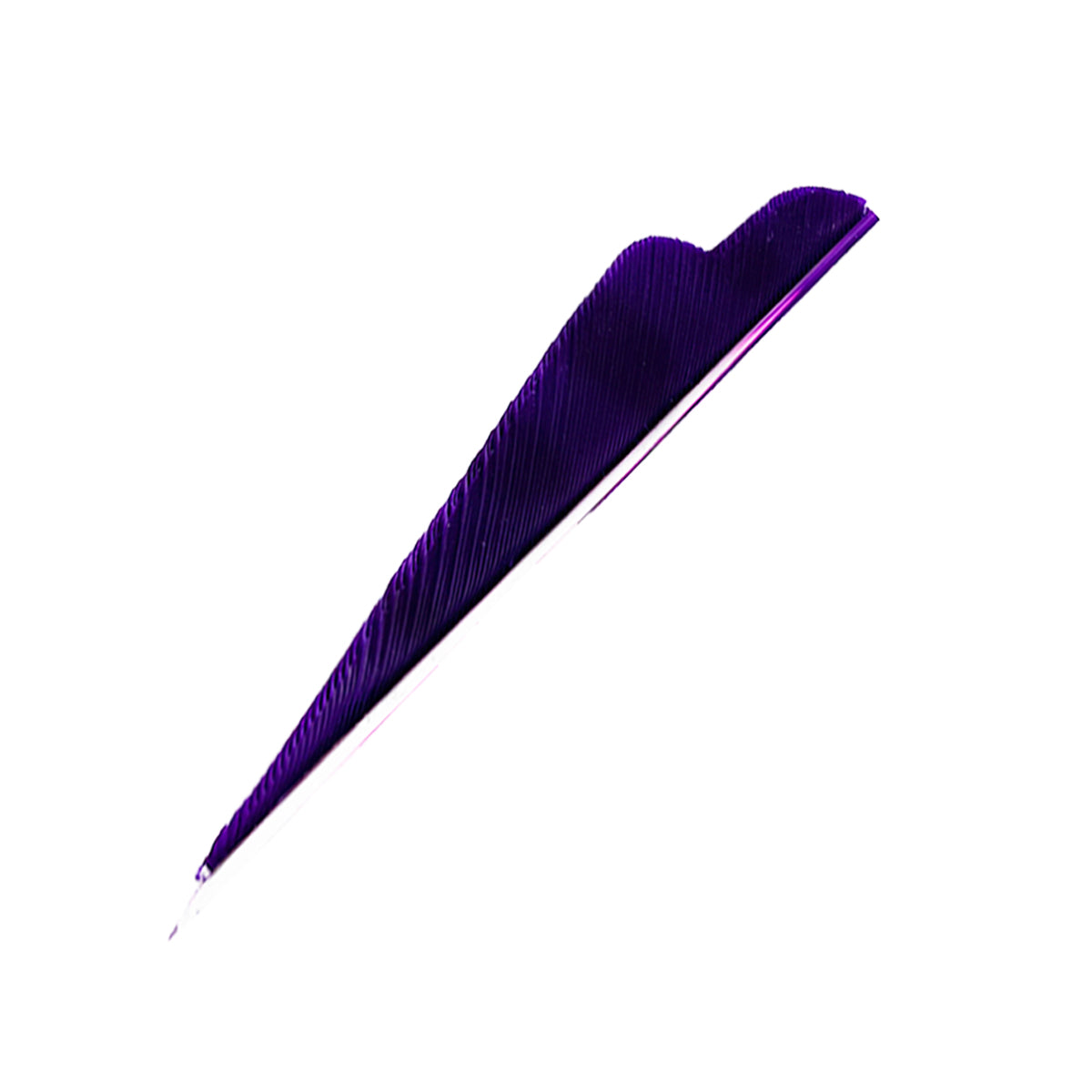 Sturmvogelfedern Barred