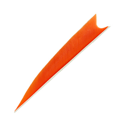 Feder RW Shark Solid