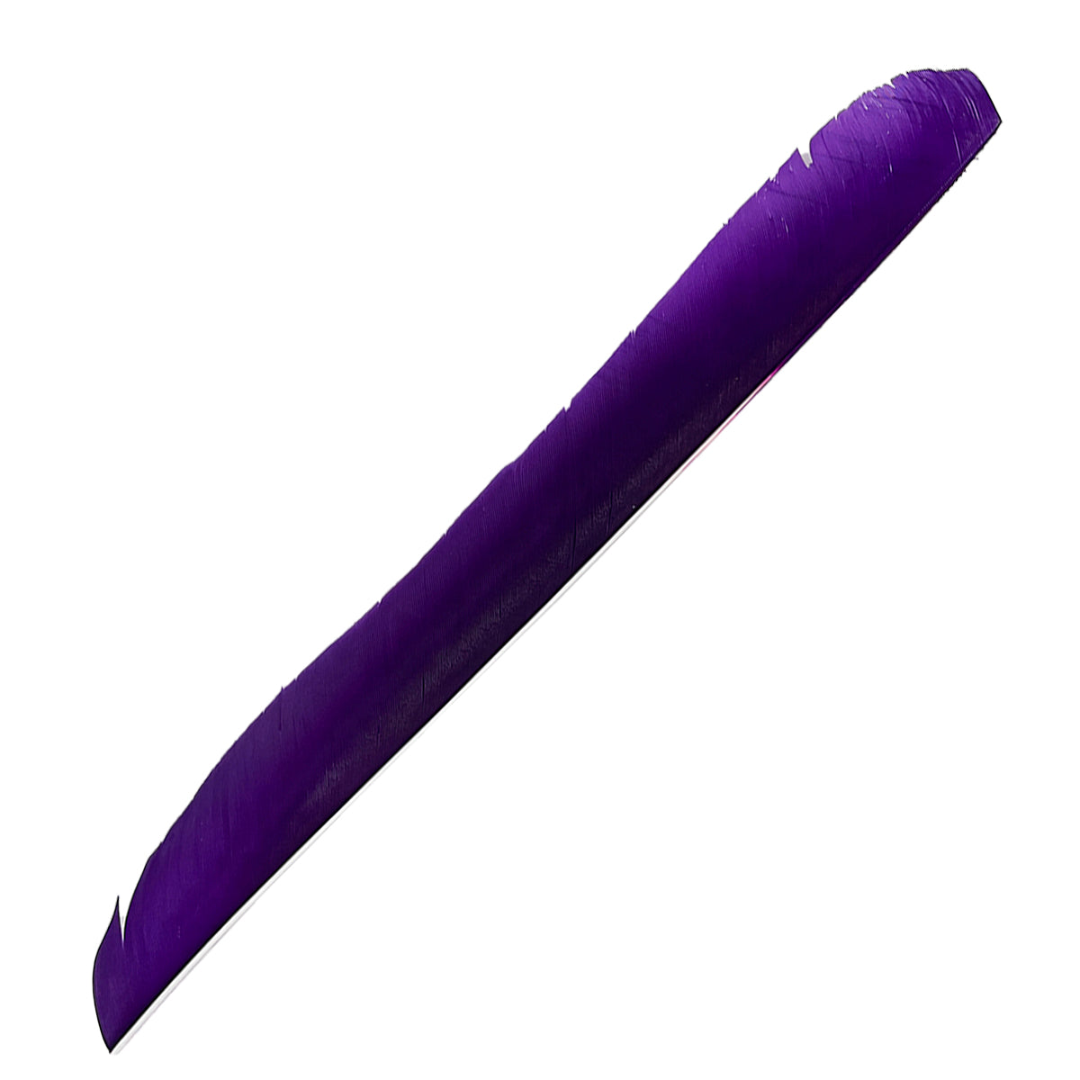 Lange, schmale Feder in kräftigem Violett, leicht gebogen, feine Strukturen entlang der Länge sichtbar, spitze Enden