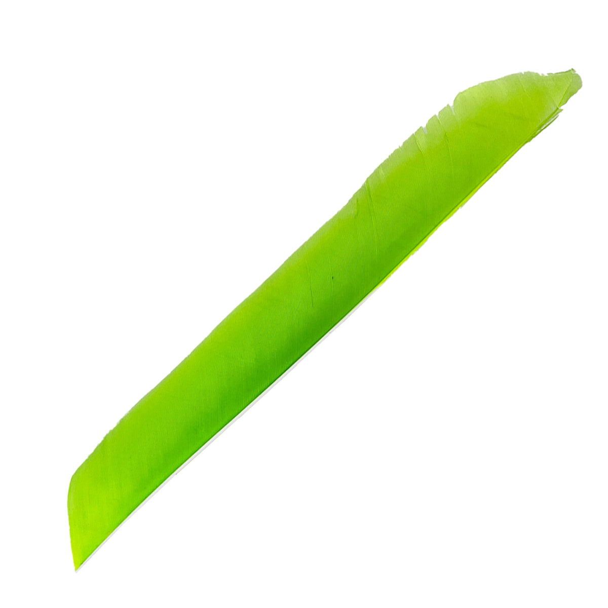 Eine lange, leuchtend grüne Feder liegt diagonal. Die Oberfläche zeigt feine Linien und leichte Einkerbungen an der Spitze.