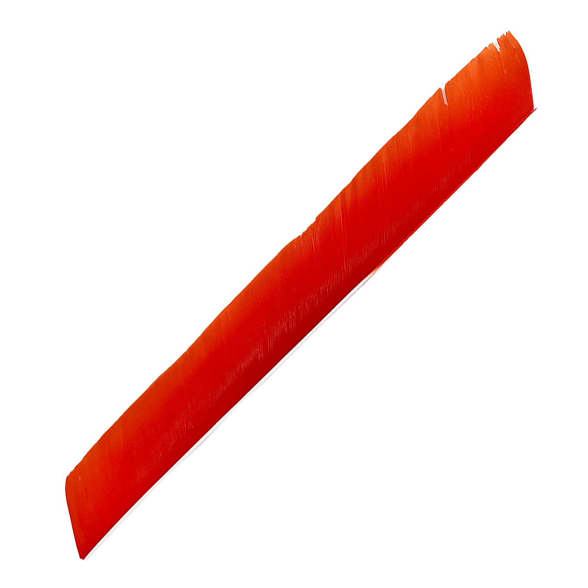 Langes, gerades Feder-Element in leuchtendem Orange, Oberfläche mit feinen Linien und leichter Krümmung an einem Ende