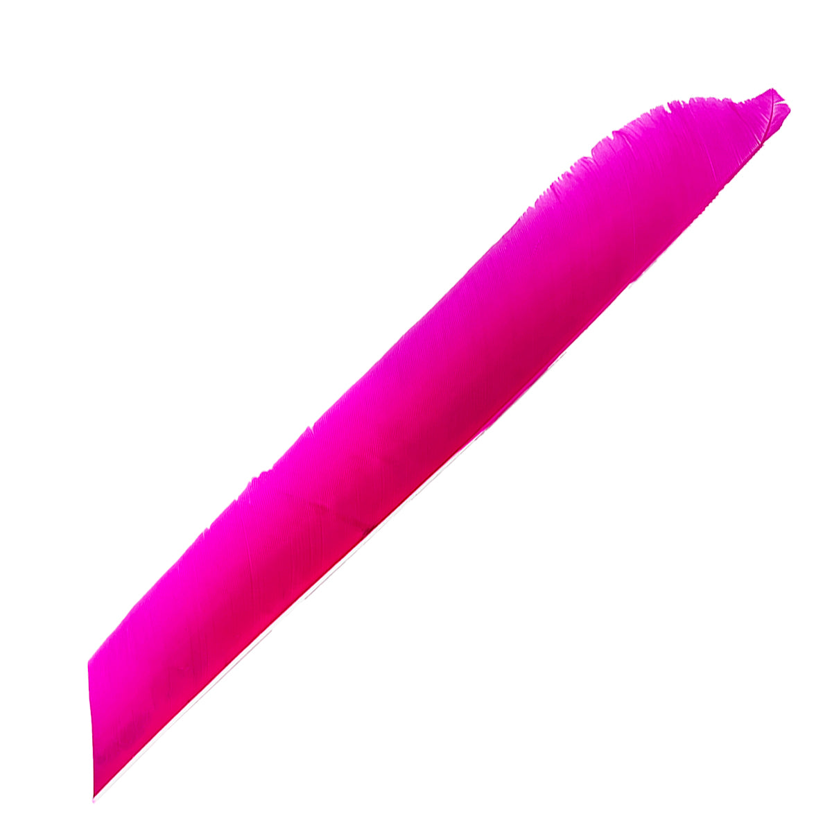 Eine lange, schmale Feder in kräftigem Pink mit gleichmäßiger Struktur und glatter Oberfläche, Spitze leicht abgerundet.