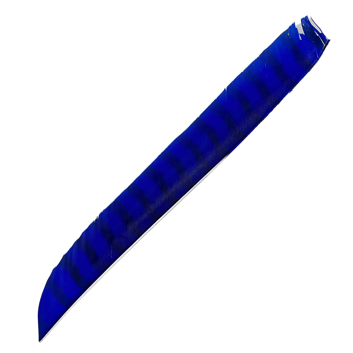 Eine einzelne lange Feder mit blauer und schwarzer Bänderung, leicht gebogen, spitze Kante, strukturierte Oberfläche.