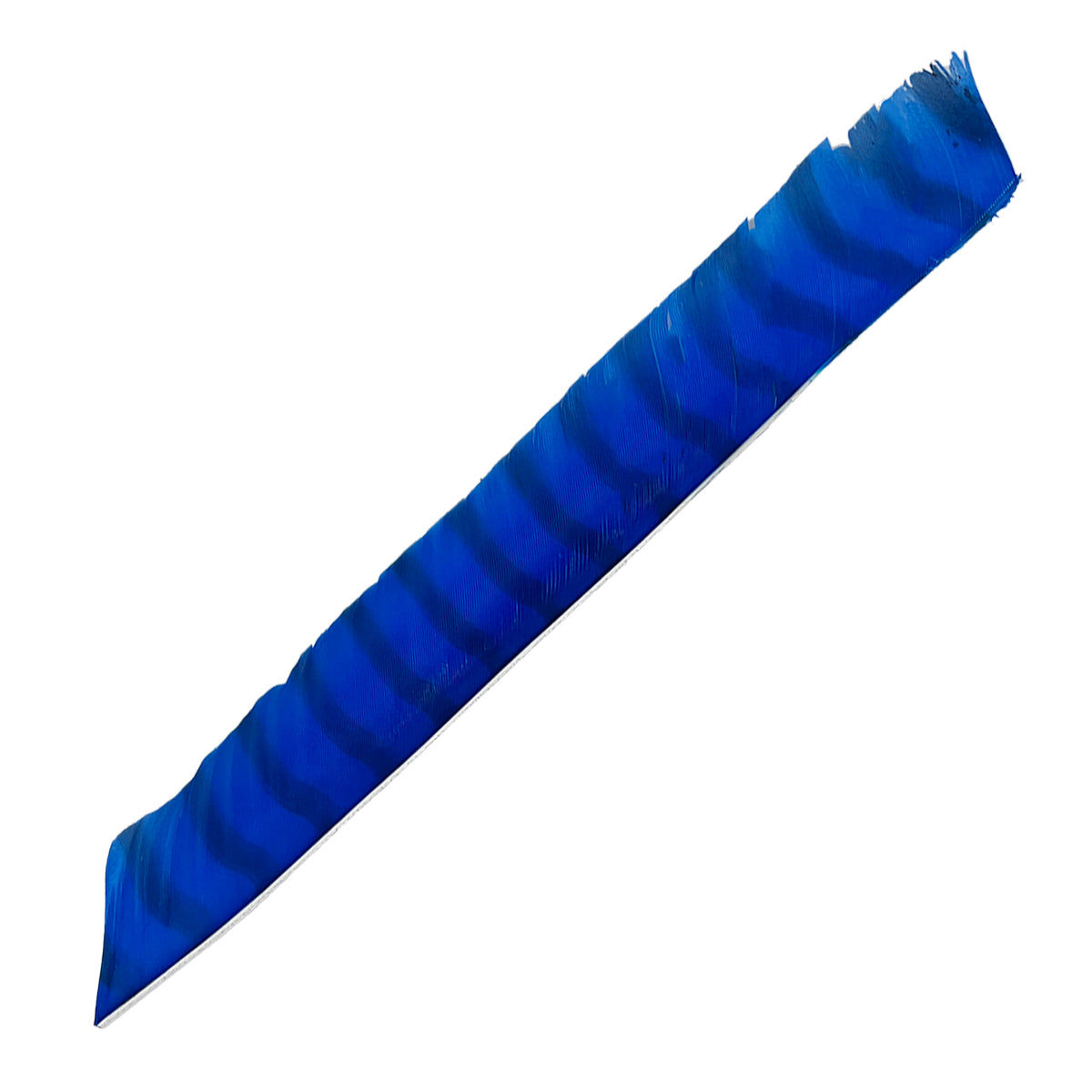 Eine langgestreckte Feder in leuchtendem Blau mit schwarzen Querstreifen, teilweise ausgefranste Spitze, leicht gebogen.