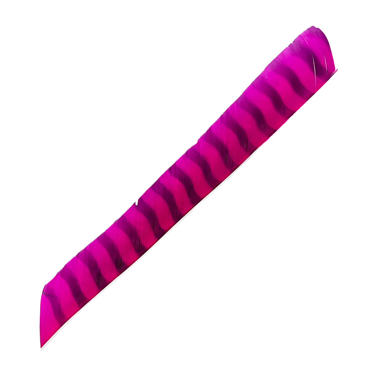 Eine lange, schmale Feder in kräftigem Pink mit dunklen, wellenförmigen Streifenmuster, leicht gebogen, glatte Struktur