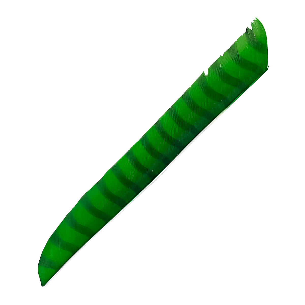 Eine lange Feder mit auffälligem Muster, grüne Grundfarbe und dunkleren diagonalen Streifen, an einem Ende gezackt.