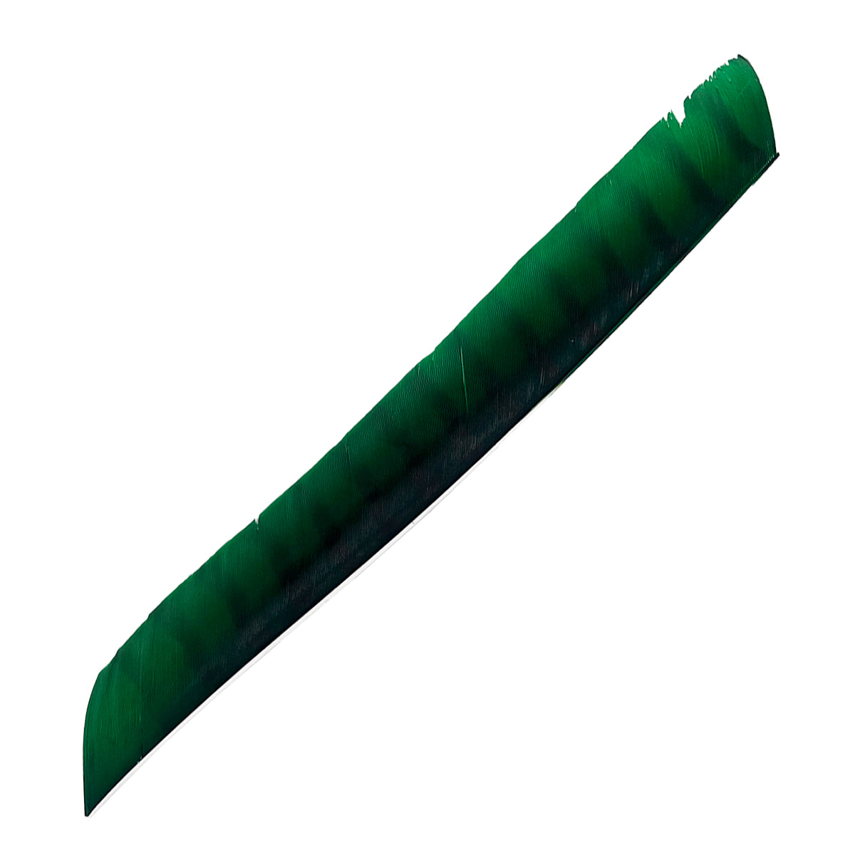Eine lange, schmale Feder mit grüner Farbe, leicht gebogene Form, Oberfläche mit weichen Strukturen, Spitze leicht ausgefranst.