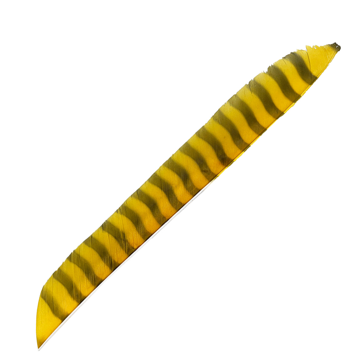 Eine einzelne lange Feder mit gelb-schwarzem Muster, diagonale Streifen, spitz zulaufende Form