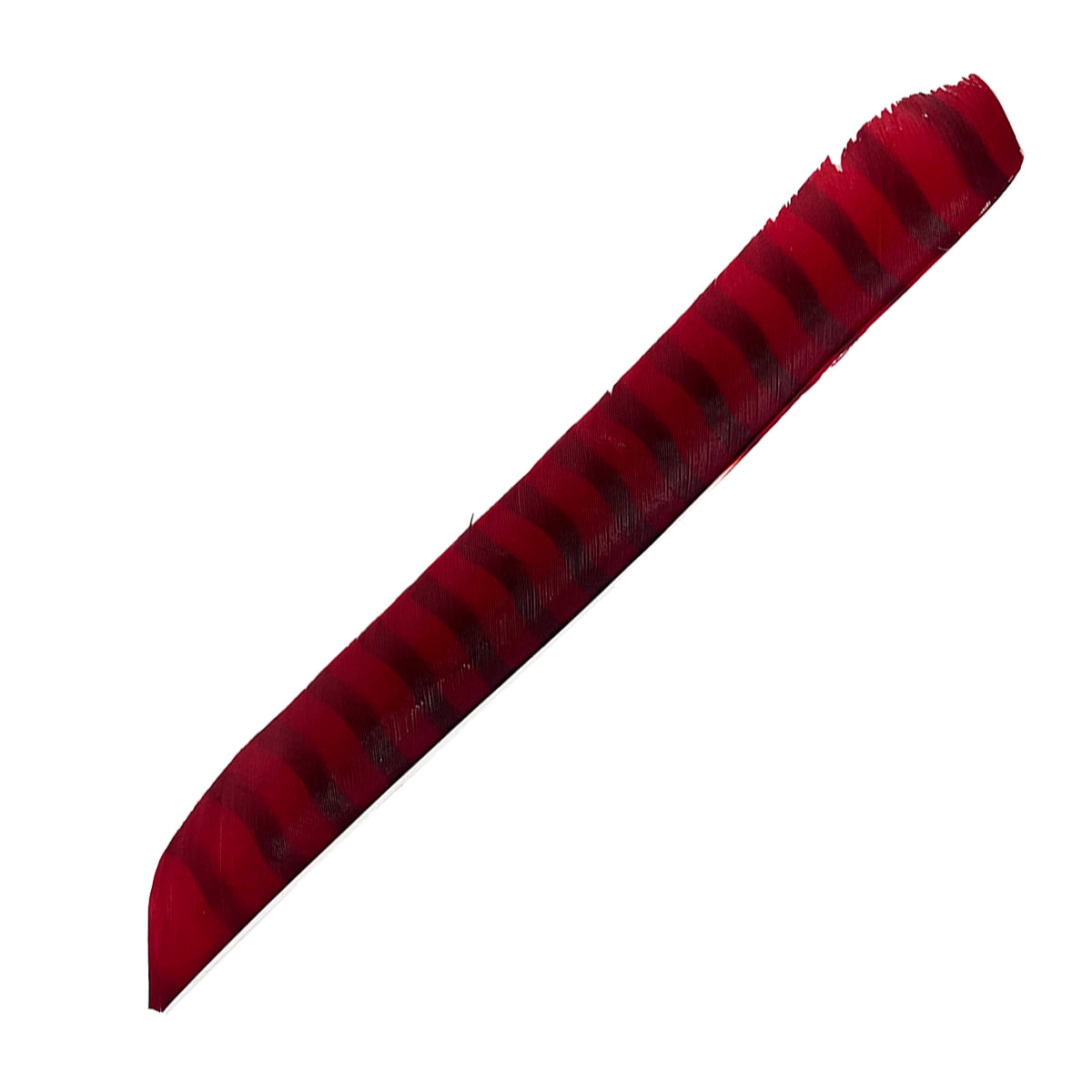 Eine einzelne lange Feder mit auffälligem rot-schwarzem Querstreifenmuster, zugespitzt an einem Ende, feine Textur sichtbar.