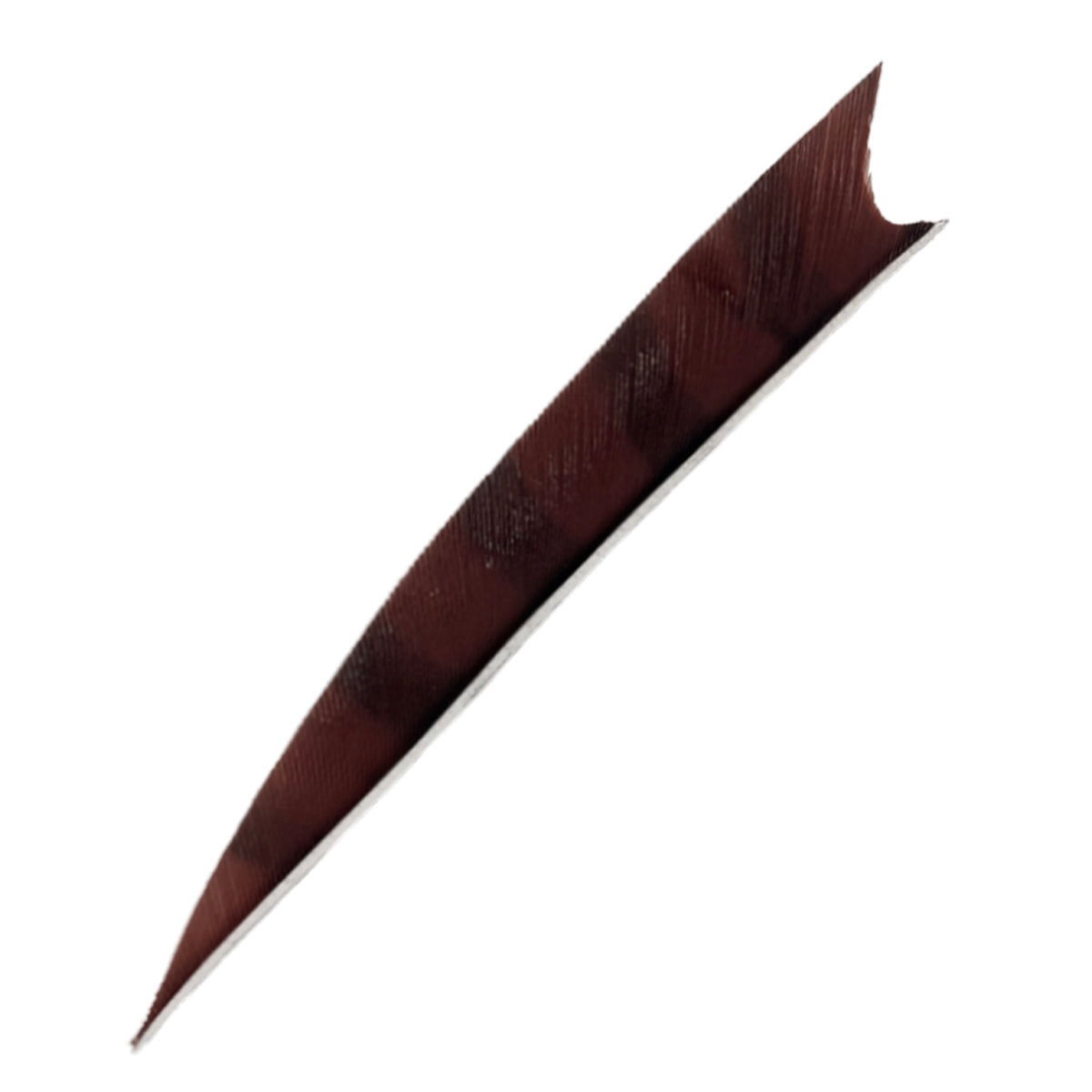 Feder RW Shark schmal lang gebogen, dunkelbraun mit feiner Textur und leichten Streifen, eine Seite spitz, andere eingekerbt