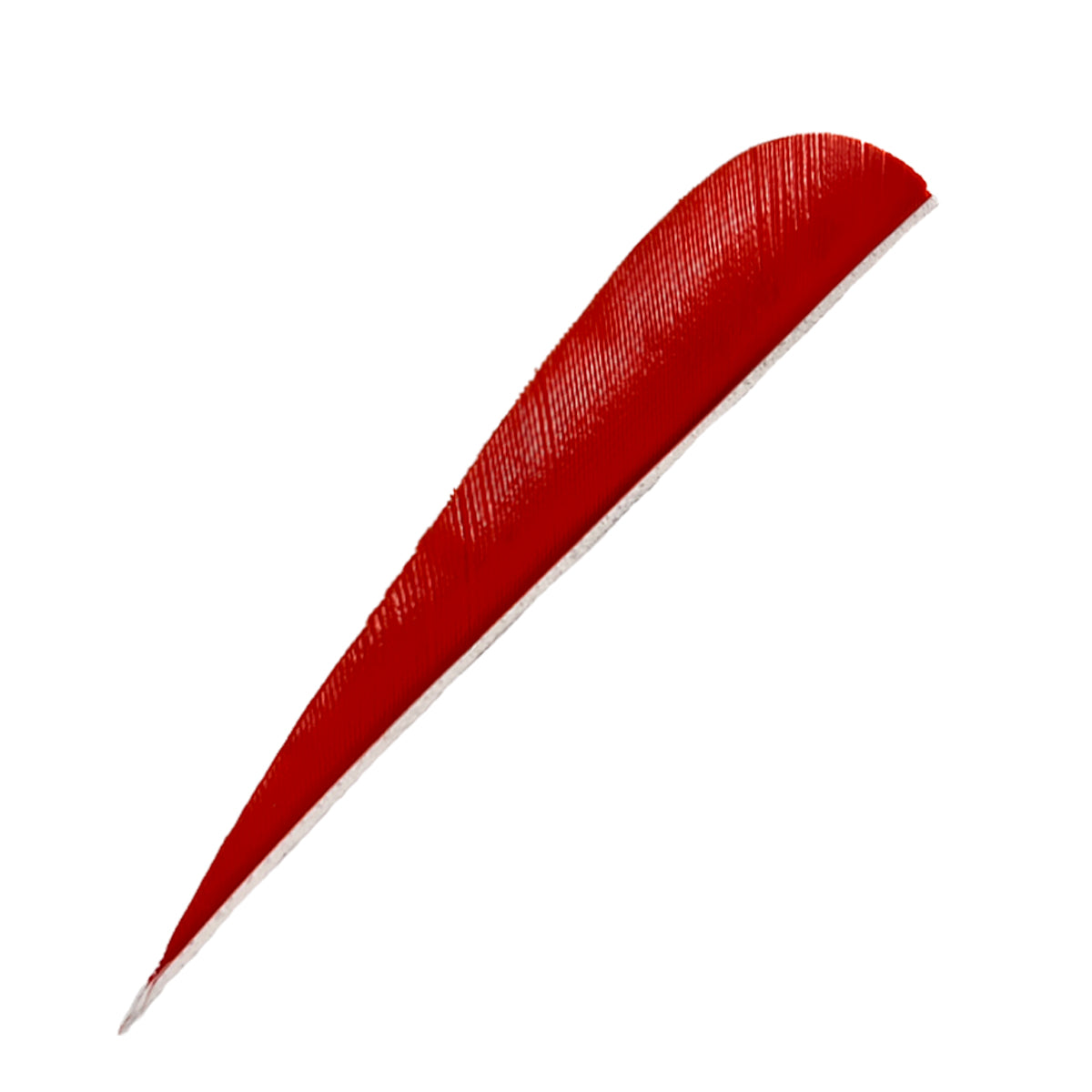 Ein langes, gebogenes, rotes Federstück mit feiner Lamellenstruktur, spitz zulaufend