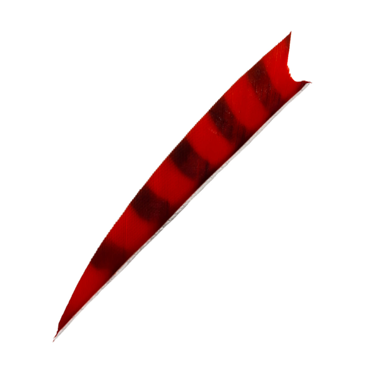 Ein langes, gebogenes Objekt mit spitzer Spitze und gezacktem Ende. Oberfläche rot mit dunklen, diagonalen Streifen.