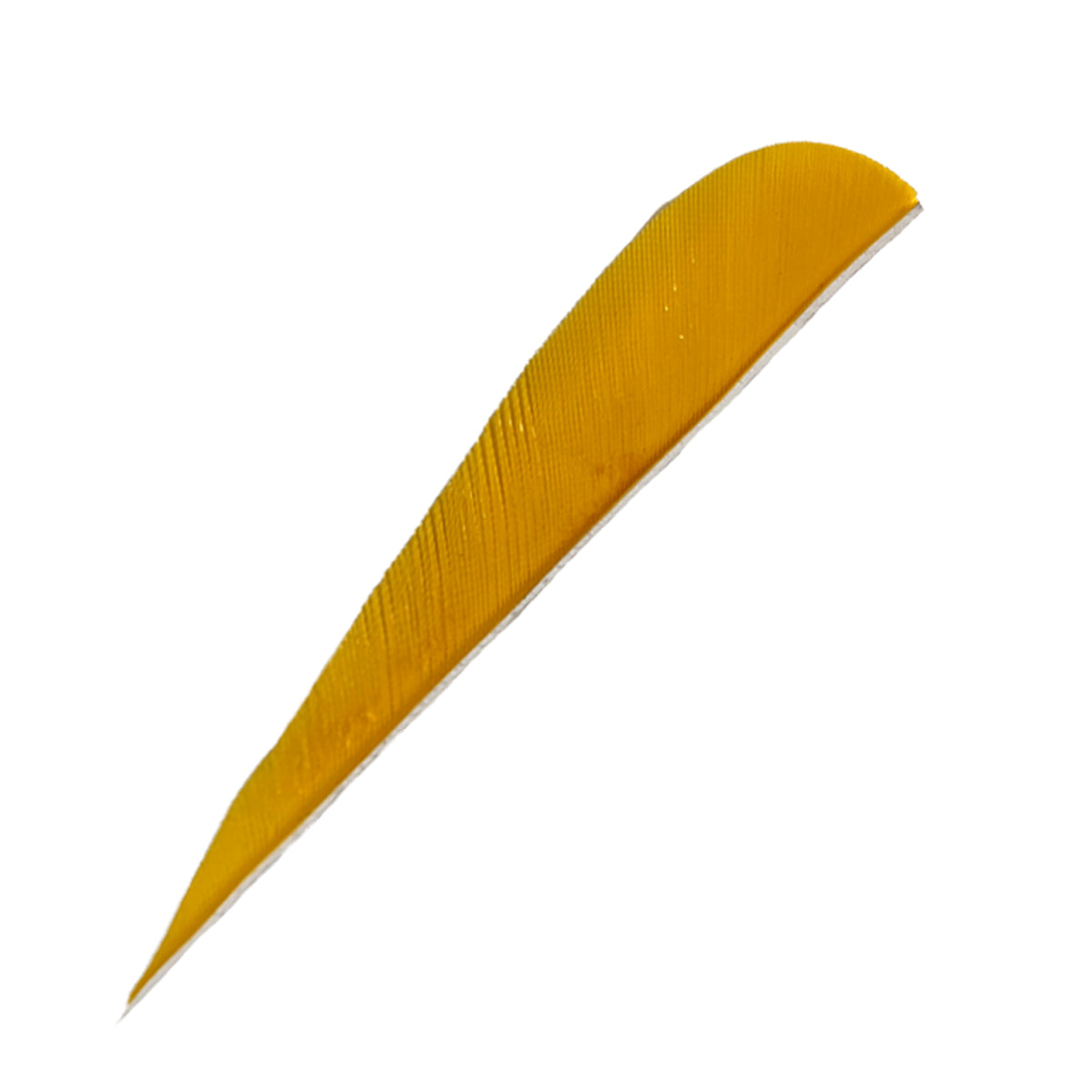 Ein einzelnes, gebogenes, längliches Objekt in gelber Farbe mit feinen Linienstrukturen, spitz zulaufend und glatt.