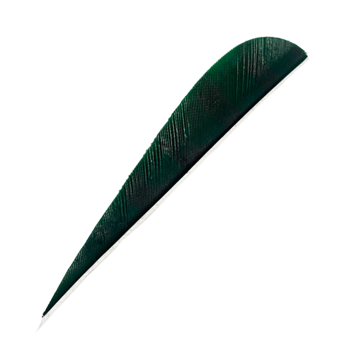 Ein einzelner, dunkelgrüner, schmaler Federflügel mit gebogener, aerodynamischer Form, feiner Oberflächenstruktur.