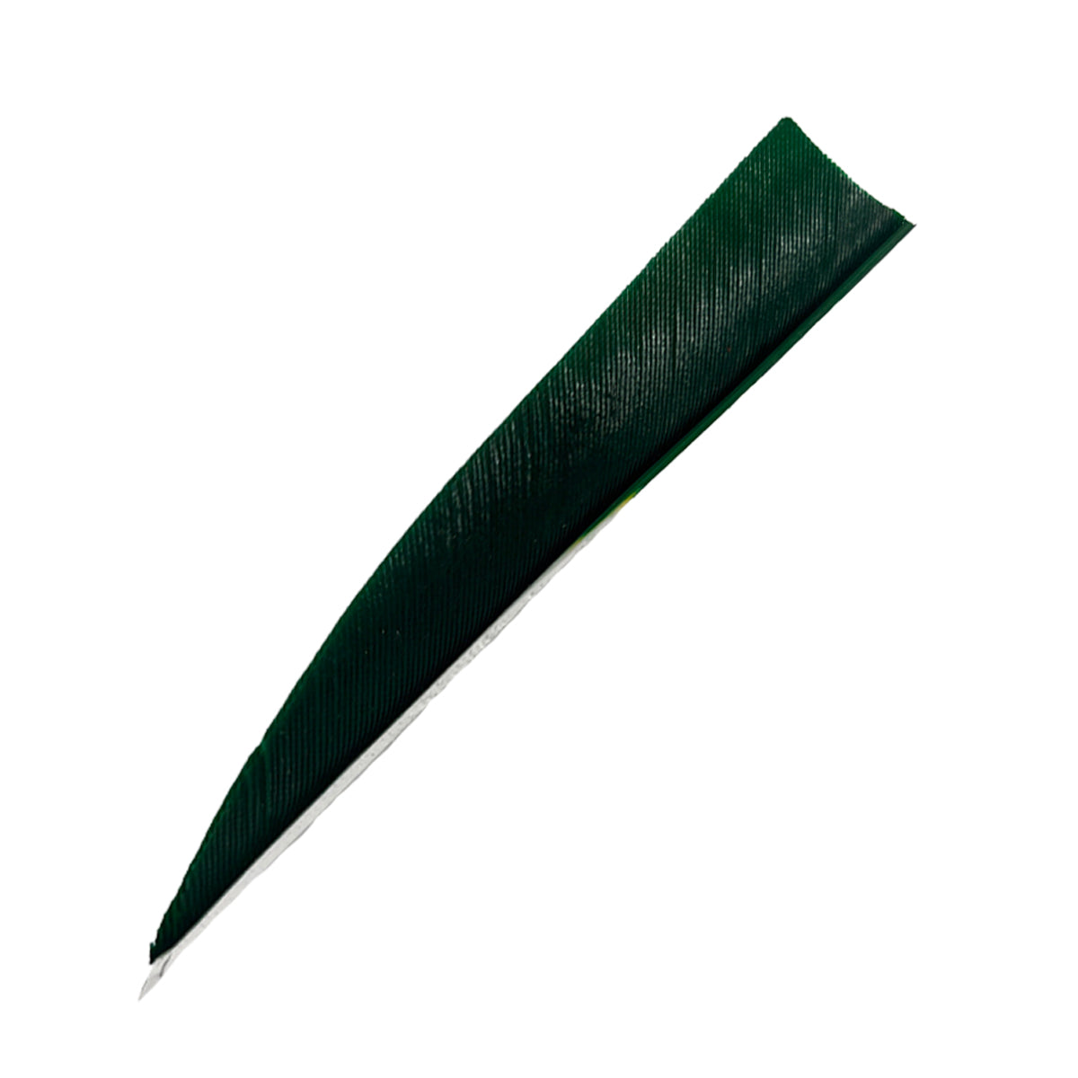 Ein längliches, dunkelgrünes Objekt mit weicher Oberfläche und gerillter Struktur, das an eine Feder oder Schild erinnert.
