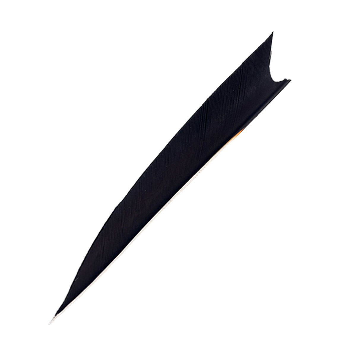 Feder RW Shark schwarze Federkielspitze, lang geschwungene Form, schmale Vorderkante, leicht strukturierte Oberfläche