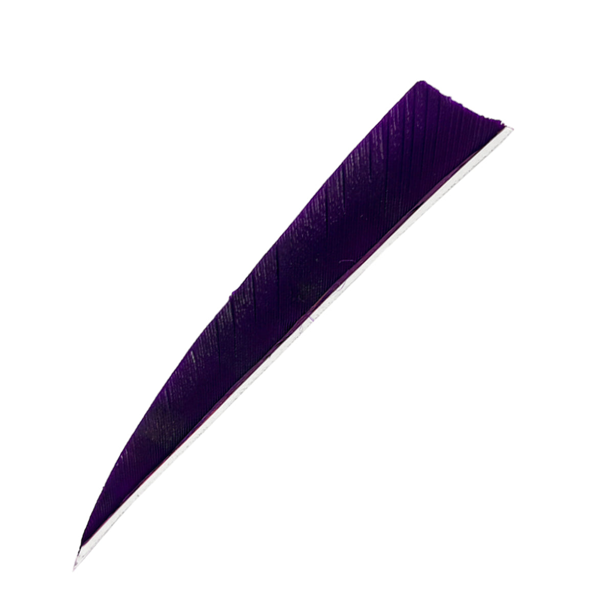 Länglich geformtes, violettes Federsegment mit feinen parallelen Linien, spitz zulaufend, obere Kante leicht abgerundet.