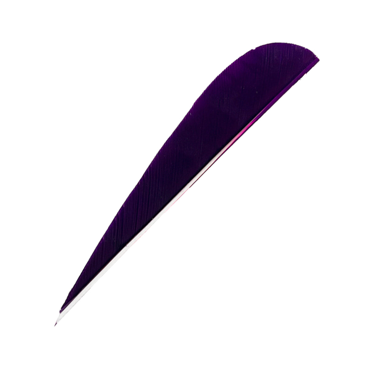 Eine einzelne, längliche Feder mit gebogener, asymmetrischer Form und dunkelvioletter Farbe 