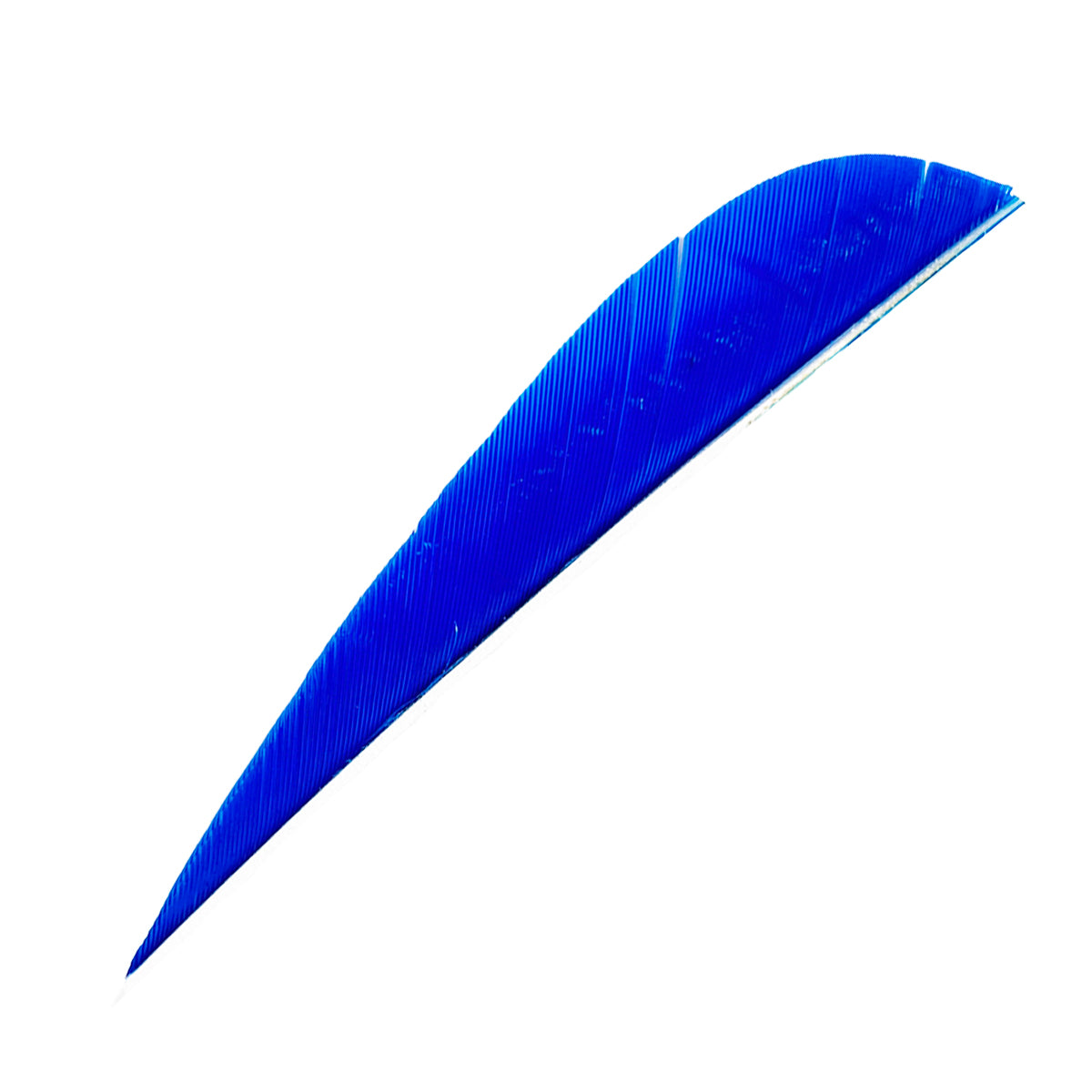 Ein einzelnes, gebogenes, hellblaues Federstück mit feiner Rillenstruktur und zugespitztem Ende auf weißem Hintergrund.
